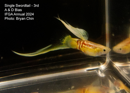 guppy single swordtail